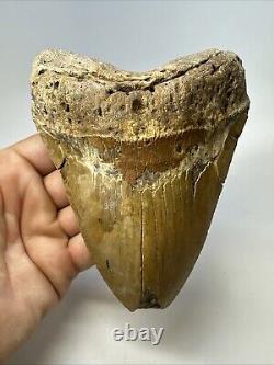 Megalodon Shark Tooth 5.65 Huge Orange Fossil Feeding Damage 18969