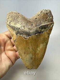 Megalodon Shark Tooth 5.65 Huge Orange Fossil Feeding Damage 18969