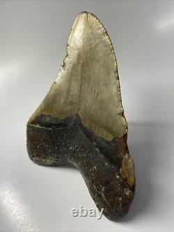 Megalodon Shark Tooth 5.65 Huge Wide Fossil Authentic 9881