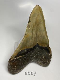 Megalodon Shark Tooth 5.65 Huge Wide Fossil Authentic 9881