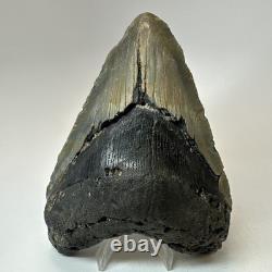 Megalodon Shark Tooth 5.65 Inch Huge Beautiful Fossil Real Teeth 19723