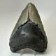 Megalodon Shark Tooth 5.65 Inch Huge Beautiful Fossil Real Teeth 19723