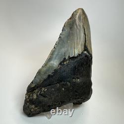 Megalodon Shark Tooth 5.65 Inch Huge Beautiful Fossil Real Teeth 19723