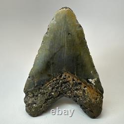 Megalodon Shark Tooth 5.65 Inch Huge Beautiful Fossil Real Teeth 19723