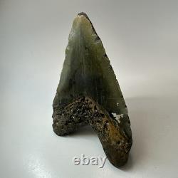 Megalodon Shark Tooth 5.65 Inch Huge Beautiful Fossil Real Teeth 19723