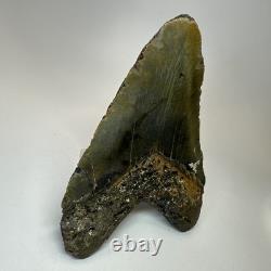 Megalodon Shark Tooth 5.65 Inch Huge Beautiful Fossil Real Teeth 19723