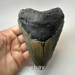 Megalodon Shark Tooth 5.65 Inch Huge Beautiful Fossil Real Teeth 19723