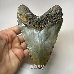 Megalodon Shark Tooth 5.65 Inch Huge Beautiful Fossil Real Teeth 19723