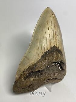 Megalodon Shark Tooth 5.66 Big Natural Fossil Authentic 14230