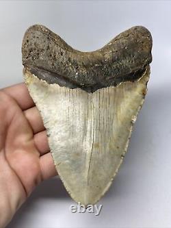 Megalodon Shark Tooth 5.66 Big Natural Fossil Authentic 14230