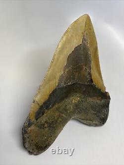 Megalodon Shark Tooth 5.66 Huge Amazing Fossil Authentic 11495