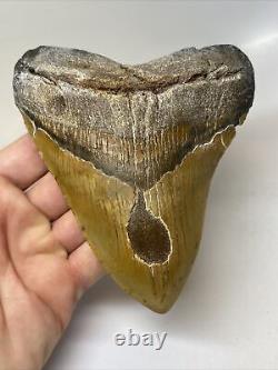 Megalodon Shark Tooth 5.66 Huge Amazing Fossil Authentic 11495