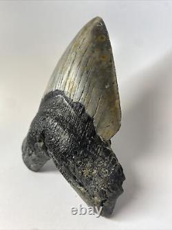 Megalodon Shark Tooth 5.66 Huge Authentic Fossil Amazing 13342
