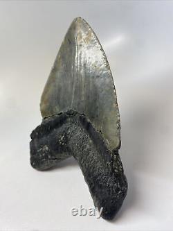 Megalodon Shark Tooth 5.66 Huge Authentic Fossil Amazing 13342