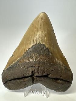 Megalodon Shark Tooth 5.66 Huge Colorful Fossil Authentic 17343