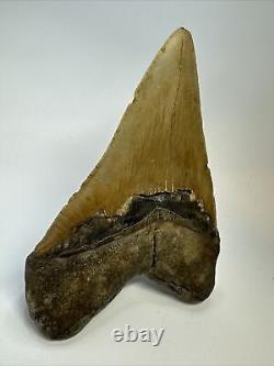 Megalodon Shark Tooth 5.66 Huge Colorful Fossil Authentic 17343