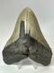 Megalodon Shark Tooth 5.66 Huge Natural Fossil Carolina 18147
