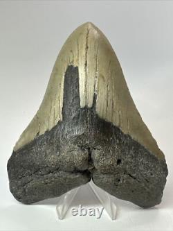 Megalodon Shark Tooth 5.66 Huge Natural Fossil Carolina 18147