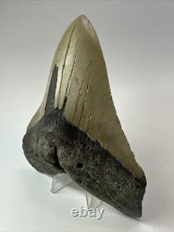 Megalodon Shark Tooth 5.66 Huge Natural Fossil Carolina 18147