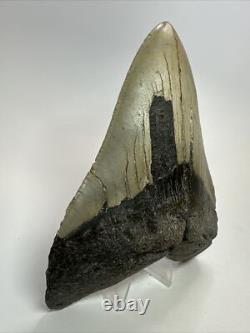 Megalodon Shark Tooth 5.66 Huge Natural Fossil Carolina 18147