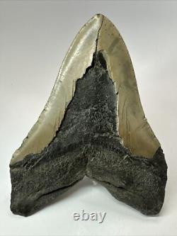 Megalodon Shark Tooth 5.66 Huge Natural Fossil Carolina 18147