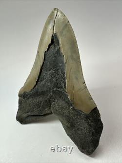 Megalodon Shark Tooth 5.66 Huge Natural Fossil Carolina 18147