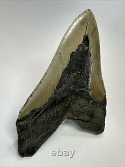 Megalodon Shark Tooth 5.66 Huge Natural Fossil Carolina 18147