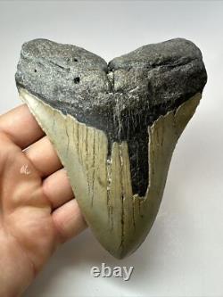 Megalodon Shark Tooth 5.66 Huge Natural Fossil Carolina 18147