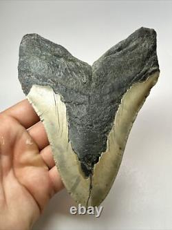 Megalodon Shark Tooth 5.66 Huge Natural Fossil Carolina 18147
