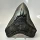 Megalodon Shark Tooth 5.66 Inch Amazing Natural Fossil Authentic 20731