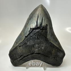 Megalodon Shark Tooth 5.66 Inch Amazing Natural Fossil Authentic 20731