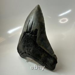Megalodon Shark Tooth 5.66 Inch Amazing Natural Fossil Authentic 20731