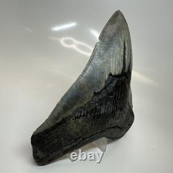 Megalodon Shark Tooth 5.66 Inch Amazing Natural Fossil Authentic 20731 Megalodon Shark Tooth 5.66 Inch Amazing Natural Fossil Authentic 20731