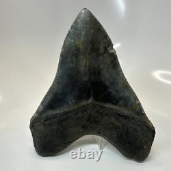 Megalodon Shark Tooth 5.66 Inch Amazing Natural Fossil Authentic 20731