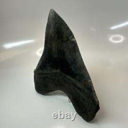 Megalodon Shark Tooth 5.66 Inch Amazing Natural Fossil Authentic 20731