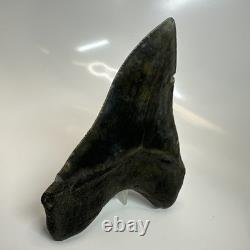 Megalodon Shark Tooth 5.66 Inch Amazing Natural Fossil Authentic 20731