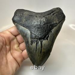 Megalodon Shark Tooth 5.66 Inch Amazing Natural Fossil Authentic 20731