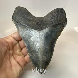 Megalodon Shark Tooth 5.66 Inch Amazing Natural Fossil Authentic 20731