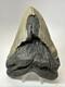 Megalodon Shark Tooth 5.66 Inch Huge Unique Fossil Wrinkles Real 19310