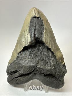 Megalodon Shark Tooth 5.66 inch Huge Unique Fossil Wrinkles Real 19310