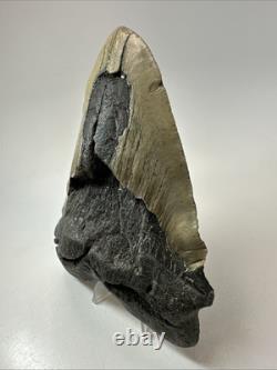 Megalodon Shark Tooth 5.66 inch Huge Unique Fossil Wrinkles Real 19310