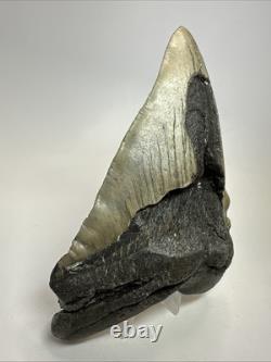 Megalodon Shark Tooth 5.66 inch Huge Unique Fossil Wrinkles Real 19310