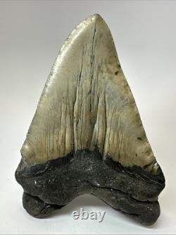 Megalodon Shark Tooth 5.66 inch Huge Unique Fossil Wrinkles Real 19310