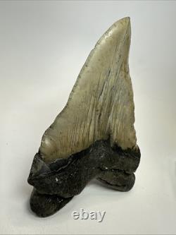 Megalodon Shark Tooth 5.66 inch Huge Unique Fossil Wrinkles Real 19310