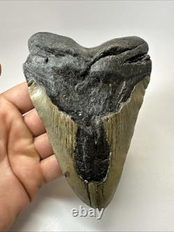 Megalodon Shark Tooth 5.66 inch Huge Unique Fossil Wrinkles Real 19310