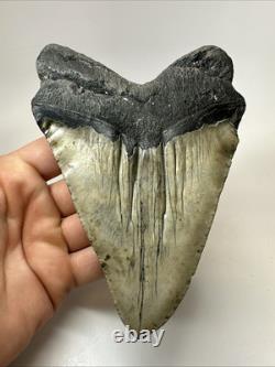 Megalodon Shark Tooth 5.66 inch Huge Unique Fossil Wrinkles Real 19310