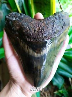 Megalodon Shark Tooth 5.66'' x 4.5'' Large Upper Indo 100% Natural Deep Blue