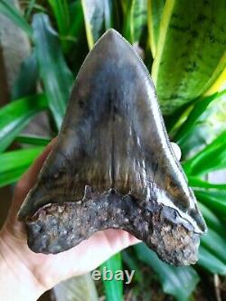 Megalodon Shark Tooth 5.66'' x 4.5'' Large Upper Indo 100% Natural Deep Blue