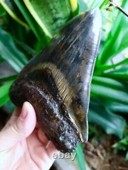 Megalodon Shark Tooth 5.66'' x 4.5'' Large Upper Indo 100% Natural Deep Blue