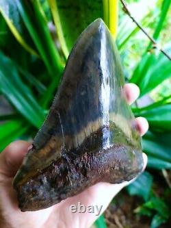 Megalodon Shark Tooth 5.66'' x 4.5'' Large Upper Indo 100% Natural Deep Blue